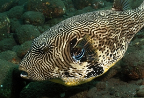 Bali 2016 - Map Puffer - Poisson coffre griffonne - Arothron mappa - IMG_5852_rc